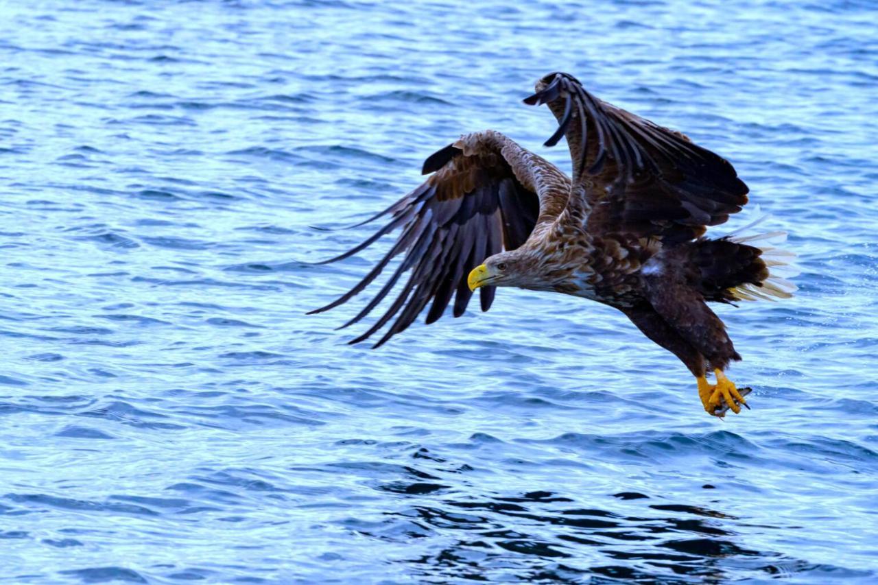 Rorbu 1 Ureberget - Ure Lofoten Sennesvik Exterior foto